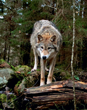 Фотография волка