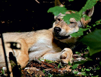 Волк отдыхает